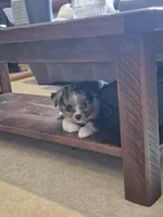 Rusty, a male Toy Australian Shepherd for sale in Mount Perry, OH – Photo 3 of 5