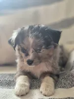 Rusty, a male Toy Australian Shepherd for sale in Mount Perry, OH – Photo 2 of 5