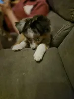 Rusty, a male Toy Australian Shepherd for sale in Mount Perry, OH – Photo 5 of 5