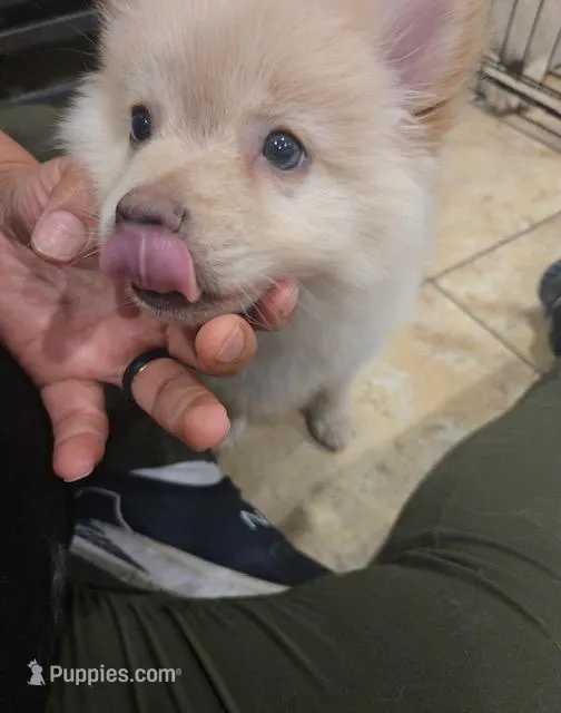 Cashew – Pomeranian puppy for sale in Las Vegas, NV