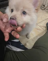 Cashew, a male Pomeranian for sale in Las Vegas, NV – Photo 1 of 4