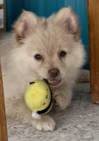 Cashew, a male Pomeranian for sale in Las Vegas, NV – Photo 4 of 4