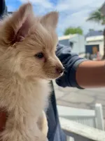Cashew, a male Pomeranian for sale in Las Vegas, NV – Photo 3 of 4