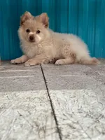 Cashew, a male Pomeranian for sale in Las Vegas, NV – Photo 2 of 4