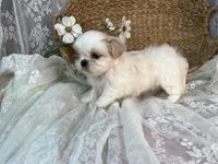 Reighton, a female Shih Tzu for sale in Ararat, NC – Photo 2 of 7