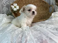 Reighton, a female Shih Tzu for sale in Ararat, NC – Photo 4 of 7