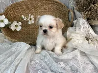 Reighton, a female Shih Tzu for sale in Ararat, NC – Photo 7 of 7
