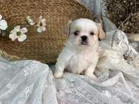 Reighton, a female Shih Tzu for sale in Ararat, NC – Photo 3 of 7