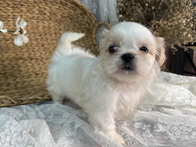 Reighton, a female Shih Tzu for sale in Ararat, NC – Photo 1 of 7