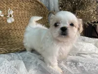 Reighton, a female Shih Tzu for sale in Ararat, NC – Photo 1 of 7