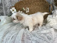 Reighton, a female Shih Tzu for sale in Ararat, NC – Photo 5 of 7