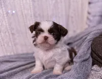 Ranger, a male Shih Tzu for sale in Ararat, NC – Photo 1 of 7