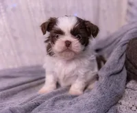 Ranger, a male Shih Tzu for sale in Ararat, NC – Photo 7 of 7