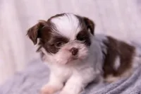 Ranger, a male Shih Tzu for sale in Ararat, NC – Photo 5 of 7