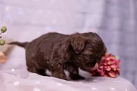 Sadie, a female Shih Tzu for sale in Ararat, NC – Photo 3 of 10