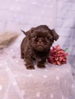 Sadie, a female Shih Tzu for sale in Ararat, NC – Photo 1 of 10