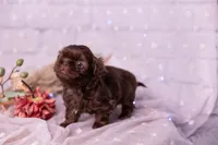 Sadie, a female Shih Tzu for sale in Ararat, NC – Photo 7 of 10