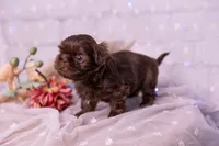 Sadie, a female Shih Tzu for sale in Ararat, NC – Photo 10 of 10