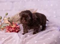 Sadie, a female Shih Tzu for sale in Ararat, NC – Photo 2 of 10