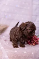 Sadie, a female Shih Tzu for sale in Ararat, NC – Photo 8 of 10