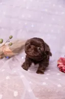 Sadie, a female Shih Tzu for sale in Ararat, NC – Photo 9 of 10