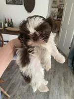 Millie, a female Shih Tzu for sale in Ararat, NC – Photo 1 of 6