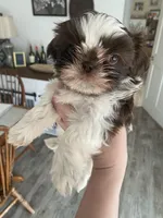 Millie, a female Shih Tzu for sale in Ararat, NC – Photo 4 of 6