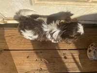 Millie, a female Shih Tzu for sale in Ararat, NC – Photo 5 of 6