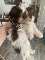 Millie, a female Shih Tzu for sale in Ararat, NC – Photo 3 of 6