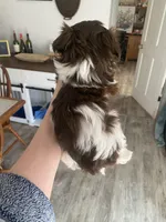 Millie, a female Shih Tzu for sale in Ararat, NC – Photo 2 of 6