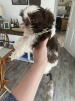 Millie, a female Shih Tzu for sale in Ararat, NC – Photo 6 of 6