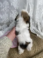 Joseph, a male Shih Tzu for sale in Mount Airy, NC – Photo 3 of 4