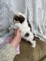 Joseph, a male Shih Tzu for sale in Mount Airy, NC – Photo 4 of 4