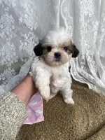 Joseph, a male Shih Tzu for sale in Mount Airy, NC – Photo 2 of 4