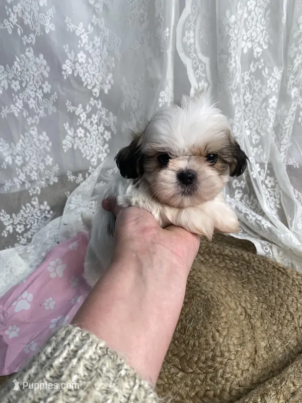 Joseph – Shih Tzu puppy for sale in Mount Airy, NC