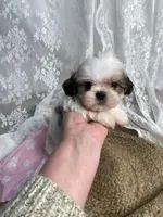 Joseph, a male Shih Tzu for sale in Mount Airy, NC – Photo 1 of 4