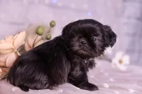 Willow, a female Shih Tzu for sale in Ararat, NC – Photo 6 of 6