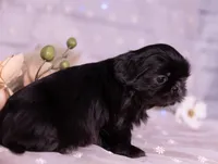 Willow, a female Shih Tzu for sale in Ararat, NC – Photo 3 of 6