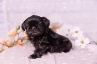 Willow, a female Shih Tzu for sale in Ararat, NC – Photo 2 of 6