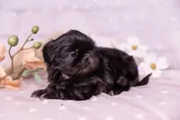 Willow, a female Shih Tzu for sale in Ararat, NC – Photo 5 of 6