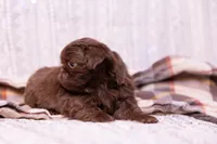 Ryder, a male Shih Tzu for sale in Ararat, NC – Photo 7 of 8