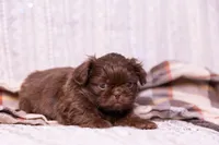 Ryder, a male Shih Tzu for sale in Ararat, NC – Photo 6 of 8