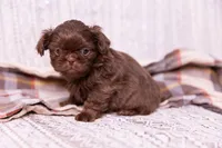 Ryder, a male Shih Tzu for sale in Ararat, NC – Photo 2 of 8