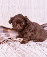 Ryder, a male Shih Tzu for sale in Ararat, NC – Photo 5 of 8