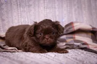 Ryder, a male Shih Tzu for sale in Ararat, NC – Photo 3 of 8