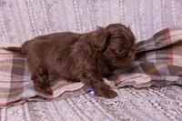 Ryder, a male Shih Tzu for sale in Ararat, NC – Photo 8 of 8