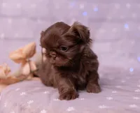 Stella, a female Shih Tzu for sale in Ararat, NC – Photo 2 of 9