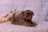 Stella, a female Shih Tzu for sale in Ararat, NC – Photo 6 of 9