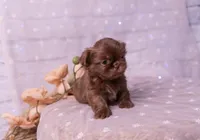 Stella, a female Shih Tzu for sale in Ararat, NC – Photo 7 of 9