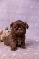 Stella, a female Shih Tzu for sale in Ararat, NC – Photo 9 of 9